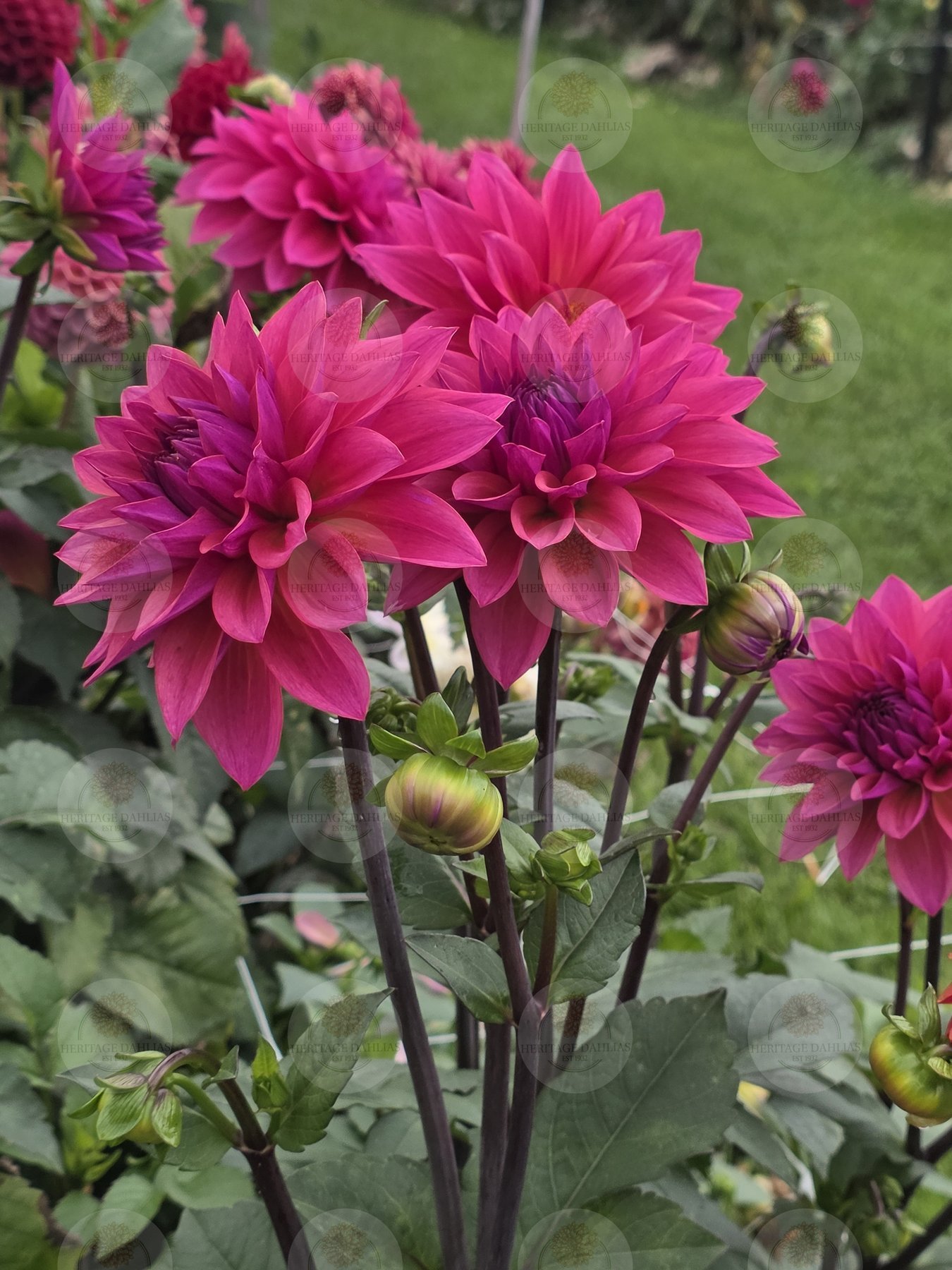 The dahlia field in full summer flush.