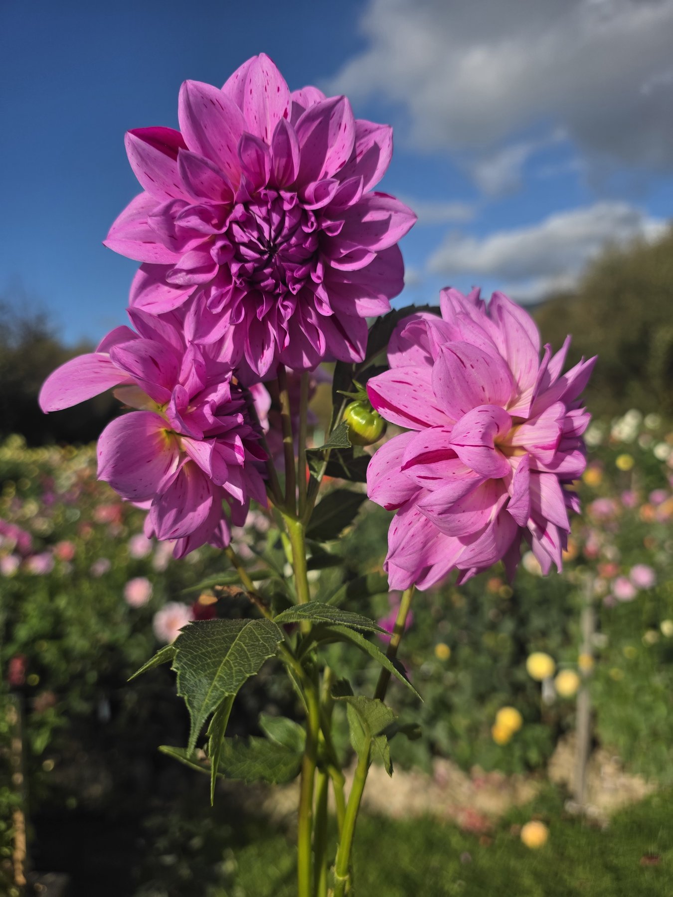 Heirloom varieties, grown the slow way.